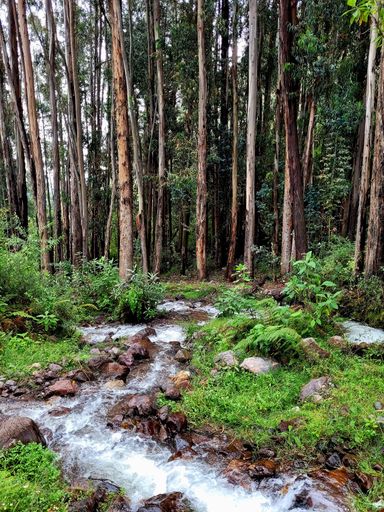 Sacred Forest 