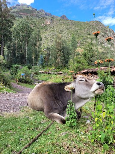 Happy Cow