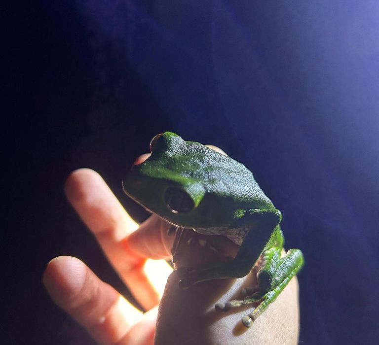 Riesenmakifrosch