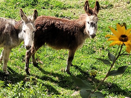 Esel & Blume