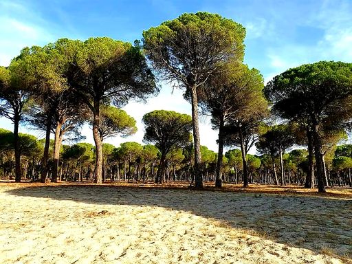 Bäume Jacobsweg Spanien
