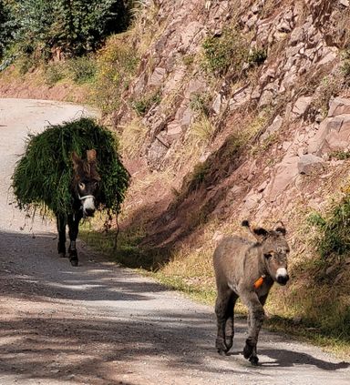 Eselbaby und Eselmutter Piuray Chinchero