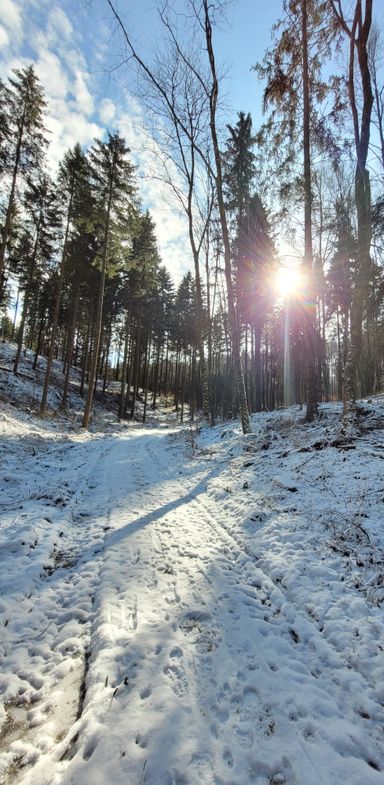 Waldlandschaft im Schnee